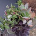 Dessert Bowl Succulents