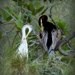 Australian Darters by judithdeacon