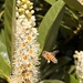 Honey bee by pattyblue