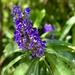 Blue Ginger