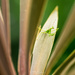 Same preying Mantis