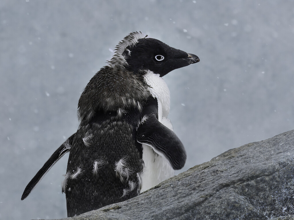 Adele Penguin by yorkshirekiwi