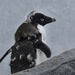 Adele Penguin