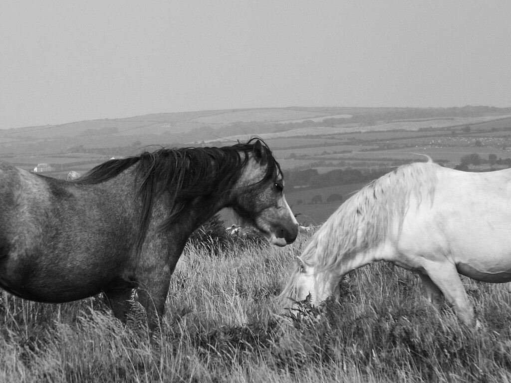 Wild Horses by ajisaac