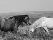 19th Mar 2025 - Wild Horses