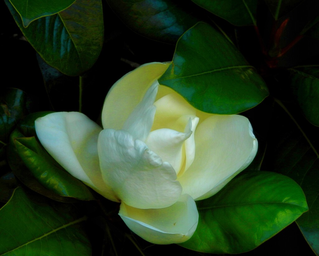 magnolia by maggiemae