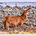 Red Deer