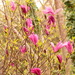 Garden Magnolia~~~~