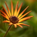 African daisy n Bud~~~~~