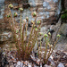 Ferns by helstor365