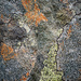 Colourful lichen on a rock by helstor365