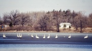 21st Apr 2025 - Snow Geese on Ice