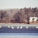 Snow Geese on Ice