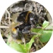 ROUND BEE by markp