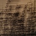 Branches