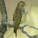 LHG_0356Hawk from my window