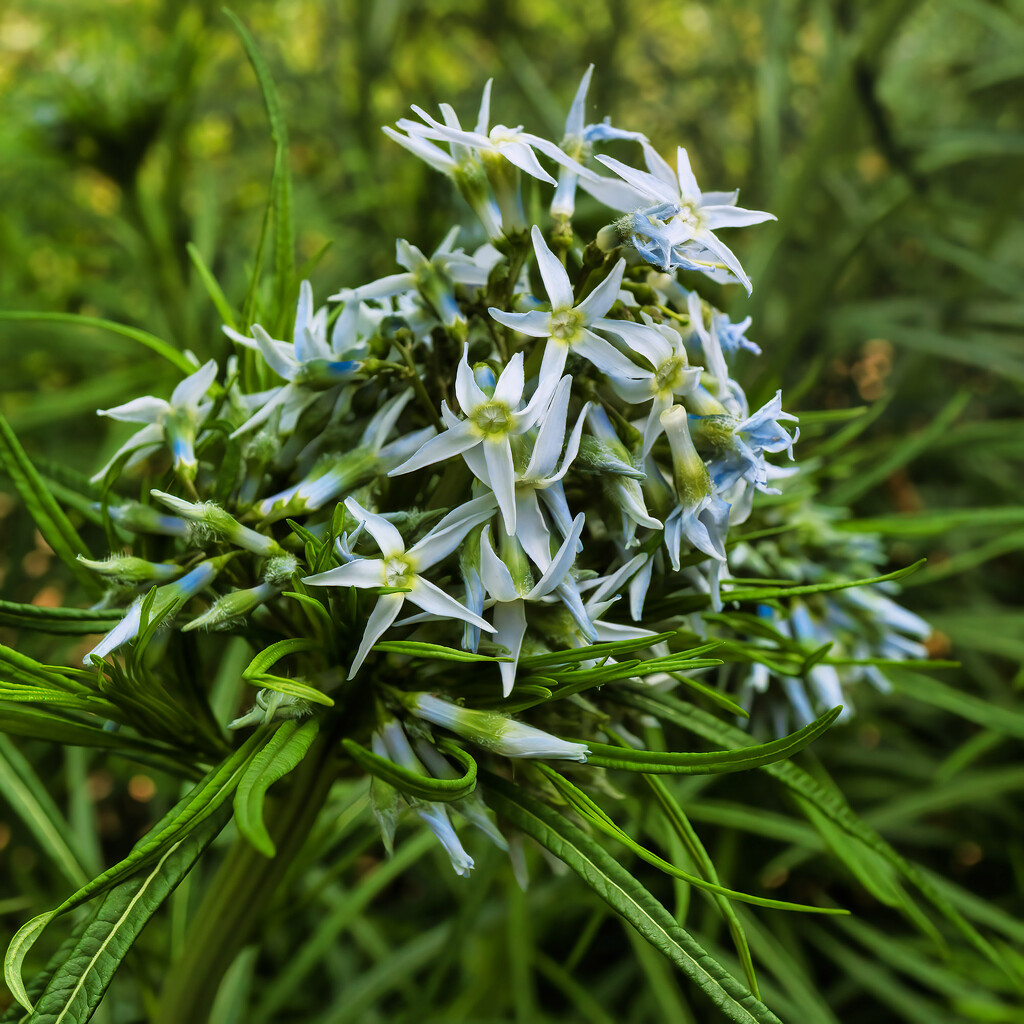Bluestars in Bloom by k9photo