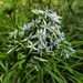 Bluestars in Bloom