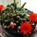 In flower .  by beryl