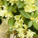 Busy bee