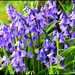 Bluebells