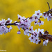 Branching Plum