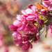 crabapple