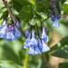 bluebells
