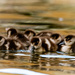 Second brood