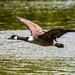 Fly by