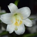 4 20 Easter Lily
