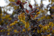 20th Apr 2025 - berberis