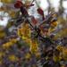 berberis
