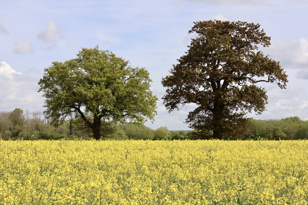 Rapeseed Field by jeremyccc