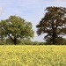 Rapeseed Field