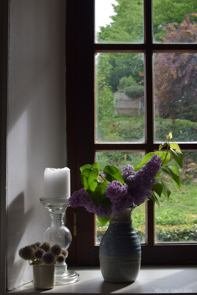 Lilac at home by parisouailleurs