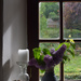 Lilac at home