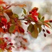 Crab Apple Tree by lynnz