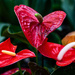 Anthurium
