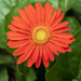 Daisy