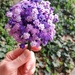 My "Lego" Flower
