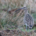 Curlew