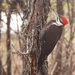 Female Pileated Woodpecker 