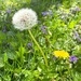 Pretty weeds by tunia