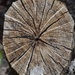 Stump