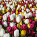The colors of spring