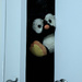 Hoots comes out of the closet