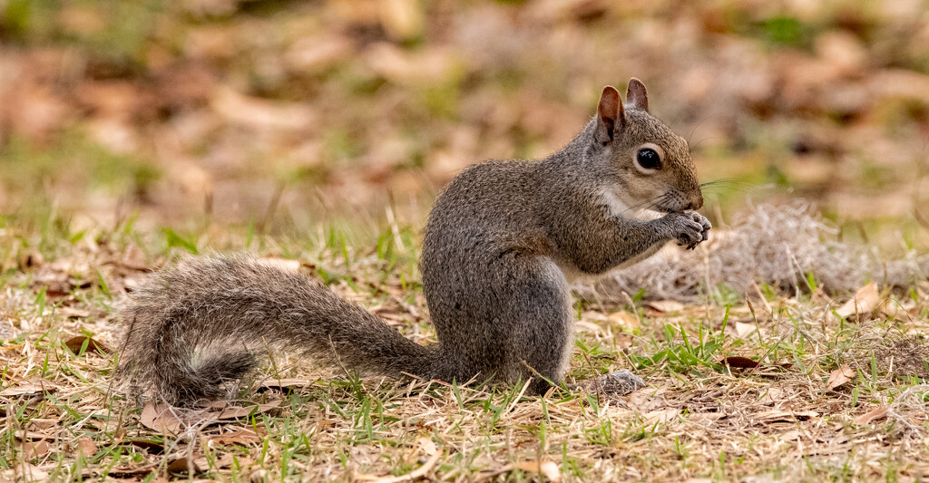 The Squirrel Having a Snack! by rickster549