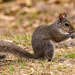 The Squirrel Having a Snack!