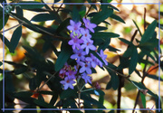 23rd Apr 2025 - Just A Pretty Flower ~